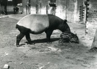 1921年7月、ロンドン動物園で生後4日の赤ちゃんを持つマレーバク 作： Frederick William Bond